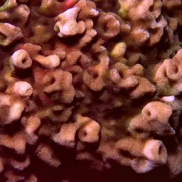 Porcelain Coral, photo 6