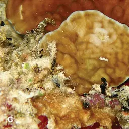 Porcelain Coral, photo 8