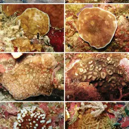 Porcelain Coral, photo 9