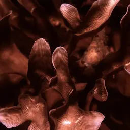 Porcelain Coral, photo 2