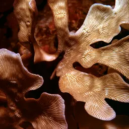Porcelain Coral, photo 1