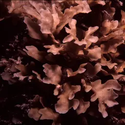 Porcelain Coral, photo 5