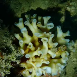 Porcelain Coral, photo 6