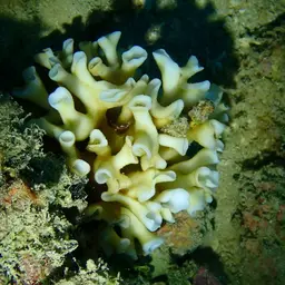 Porcelain Coral, photo 7