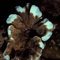 Porcelain Coral, photo 8
