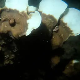 Porcelain Coral, photo 9