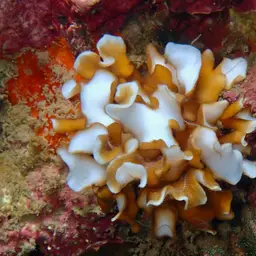Porcelain Coral, photo 10