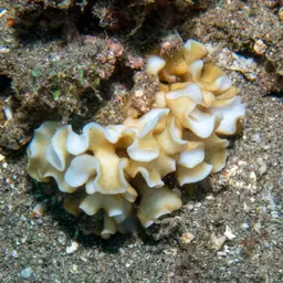 Porcelain Coral, photo 12