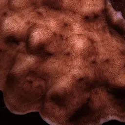 Hawaiian Plate Coral, photo 2