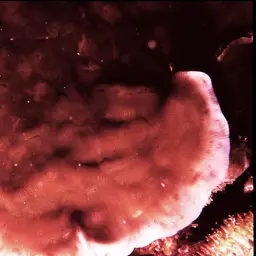 Hawaiian Plate Coral, photo 4