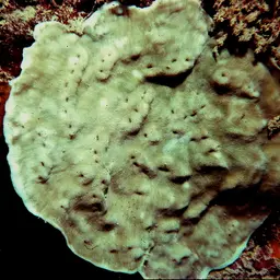 Hawaiian Plate Coral, photo 5