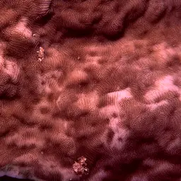 Hawaiian Plate Coral, photo 6