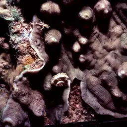 Hawaiian Plate Coral, photo 7