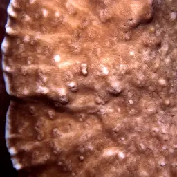 Hawaiian Plate Coral, photo 8