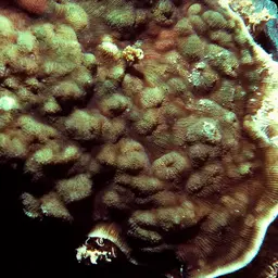 Hawaiian Plate Coral, photo 9