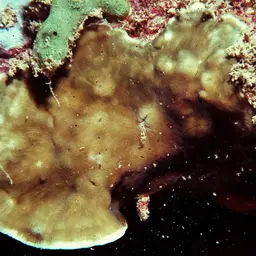 Hawaiian Plate Coral, photo 10