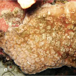 Hawaiian Plate Coral, photo 11