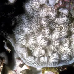 Swelling Coral, photo 1