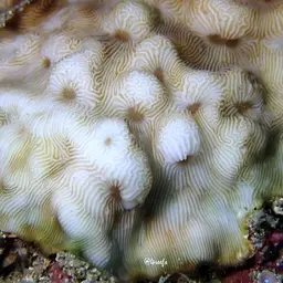 Swelling Coral, photo 2