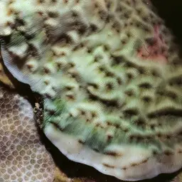 Swelling Coral, photo 3