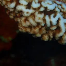 Swelling Coral, photo 4