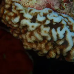 Swelling Coral, photo 5