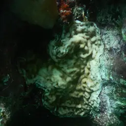 Swelling Coral, photo 6