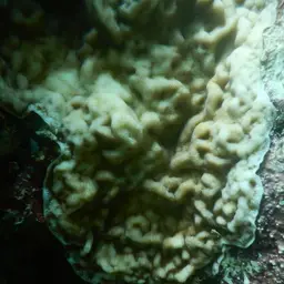 Swelling Coral, photo 7