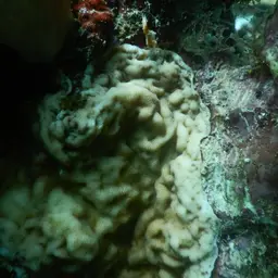 Swelling Coral, photo 8