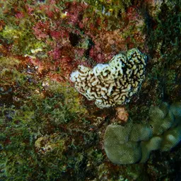 Swelling Coral, photo 9