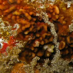 Swelling Coral, photo 10