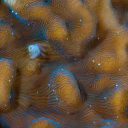 Swelling Coral, photo 11