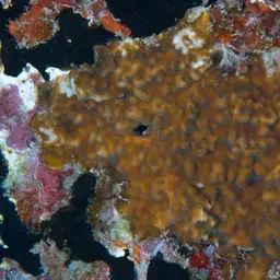Swelling Coral, photo 12