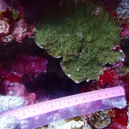 Ridge Coral, photo 2