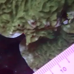 Ridge Coral, photo 3