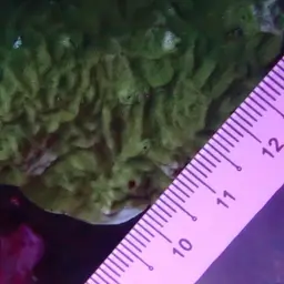 Ridge Coral, photo 4