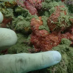 Ridge Coral, photo 5