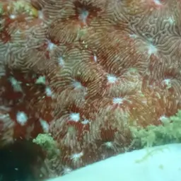 Ridge Coral, photo 6