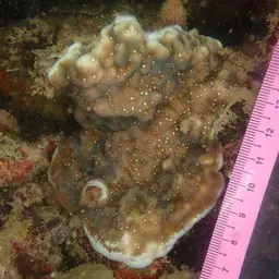 Ridge Coral, photo 7