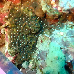 Ridge Coral, photo 9