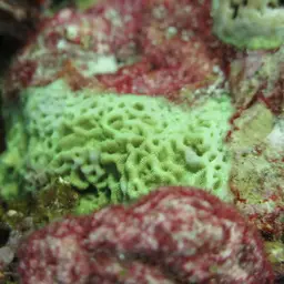 Ridge Coral, photo 10