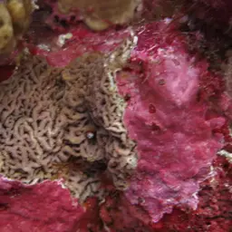 Ridge Coral, photo 11