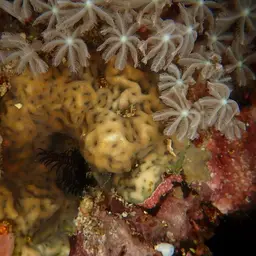 Ridge Coral, photo 12