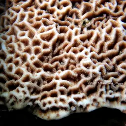 Ridge Coral, photo 1