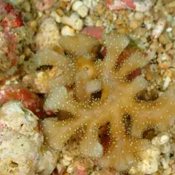 Porcelain Coral, photo 2
