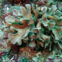 Porcelain Coral, photo 3