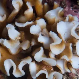 Porcelain Coral, photo 4