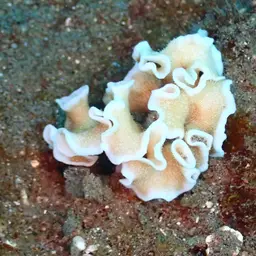 Porcelain Coral, photo 5