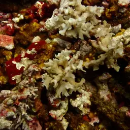 Porcelain Coral, photo 6