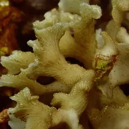 Porcelain Coral, photo 7